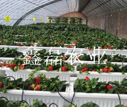 草莓采摘大棚